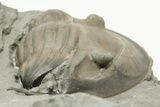 Bargain, Curled Isotelus Trilobite - Mt Orab, Ohio #200475-2